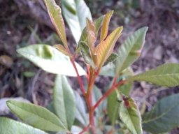 Searsia angustifolia new growth